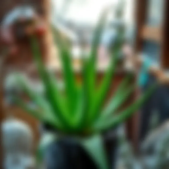 Balcony garden featuring Aloe Vera in a winter setting