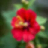 Close-up of Yuka flower showcasing its vibrant colors